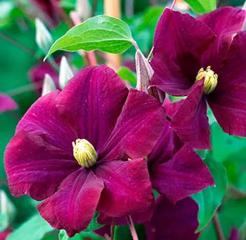 Клематис Варшавска Найк (крупноцветковый)