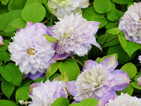 Клематис Вероника Чойс (крупноцветковый)