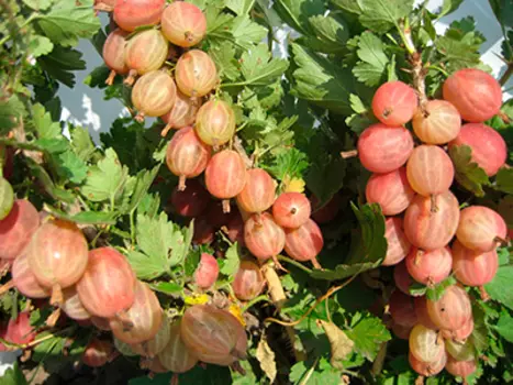 Крыжовник Конфетный (поздний)