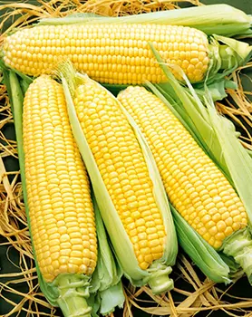 Кукуруза сахарная Сластёна (5 гр.)