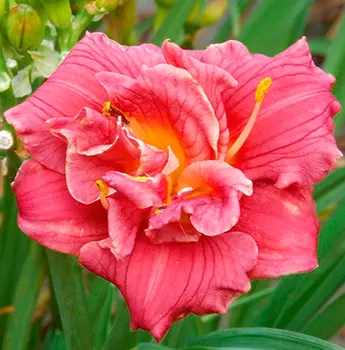 Лилейник гибридный "Кьют эс кэн Би" (в упаковке 1 шт.)