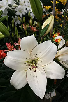 Лилия "Айлинер" ЛА-Гибрид (2 шт. в упаковке)