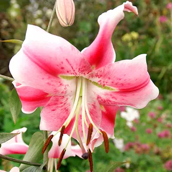 Лилия "Анастасия" ОТ-гибрид (2 шт. в упаковке)