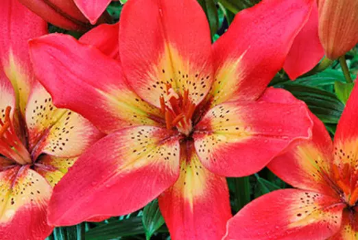 Лилия азиатская "Арсенал" (2 шт. в упаковке)