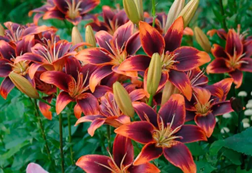 Лилия азиатская "Форевер Сьюзан" (2 шт. в упаковке)