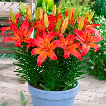 Лилия азиатская горшечная Матрикс (2 шт. в упаковке)