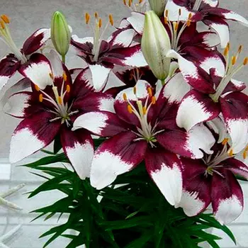 Лилия азиатская горшечная Тайни Падхай (2 шт. в упаковке)