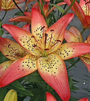 Лилия азиатская "Италия" (2 шт. в упаковке)