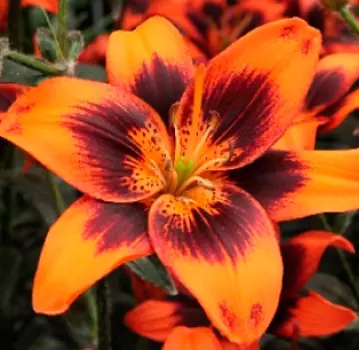 Лилия азиатская "Изи Самба" (2 шт. в упаковке)