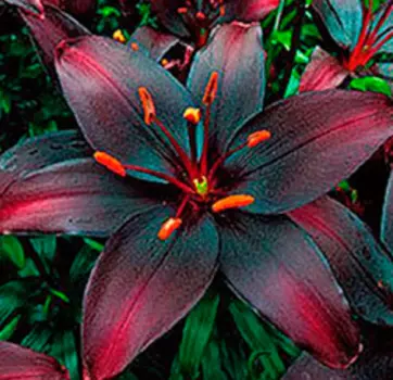 Лилия азиатская "Куин оф Найт" (2 шт. в упаковке)