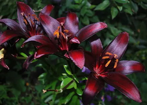 Лилия азиатская "Ландини" (2 шт. в упаковке)