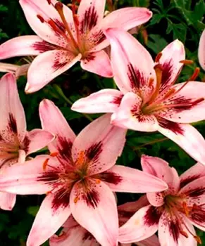 Лилия азиатская "Леди Элайн" (2 шт. в упаковке)