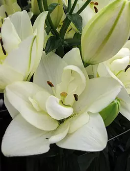 Лилия азиатская, махровая "Аарон" (2 шт. в упаковке)