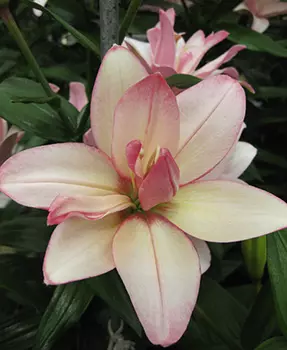 Лилия азиатская, махровая "Бентли" (2 шт. в упаковке)