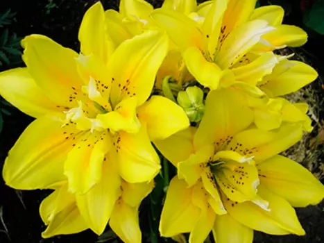 Лилия азиатская, махровая "Сандью" (2 шт. в упаковке)