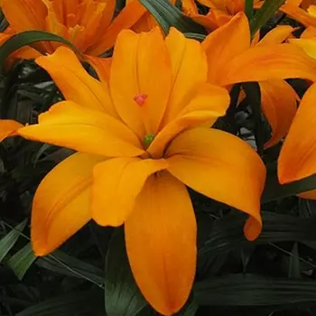 Лилия азиатская махровая "Скубиду" (2 шт. в упаковке)