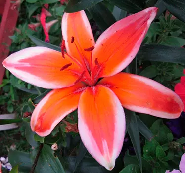 Лилия азиатская "Ред Электрик" (2 шт. в упаковке)