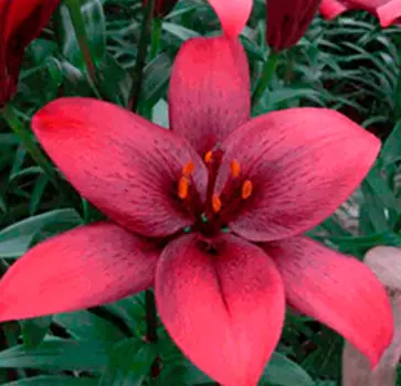 Лилия азиатская "Ройал Кисс" (2 шт. в упаковке)