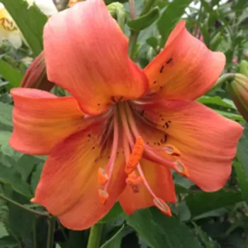 Лилия азиатская "Сэлмон Флейвор" (2 шт. в упаковке)