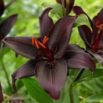 Лилия азиатская "Секрет Кисс" (1 шт. в упаковке)