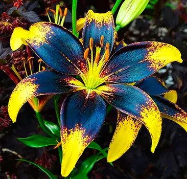 Лилия азиатская танго "Лайон Харт" (2 шт. в упаковке)