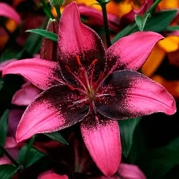 Лилия азиатская, танго "Пёпл Ай" (2 шт. в упаковке)