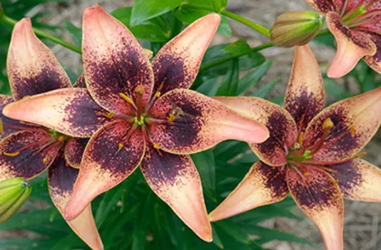 Лилия азиатская танго "Уислер" (2 шт. в упаковке)