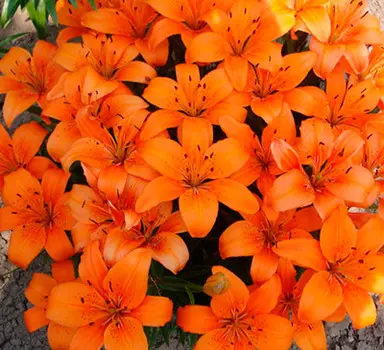 Лилия азиатская "Трезор" (2 шт. в упаковке)