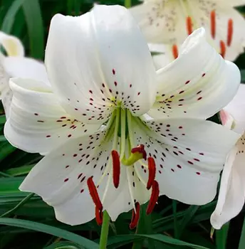 Лилия азиатская "Уайт Твинкл" (2 шт. в упаковке)