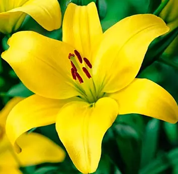 Лилия азиатская "Жиронда" (2 шт. в упаковке)