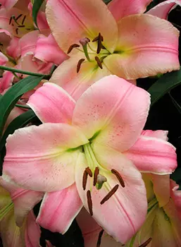 Лилия "Бейвотч" ОТ-Гибрид (2 шт. в упаковке)