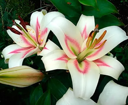 Лилия "Бонбини" ОТ-гибрид (2 шт. в упаковке)