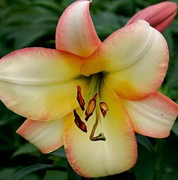 Лилия "Буги Вуги" ОТ-Гибрид (2 шт. в упаковке)