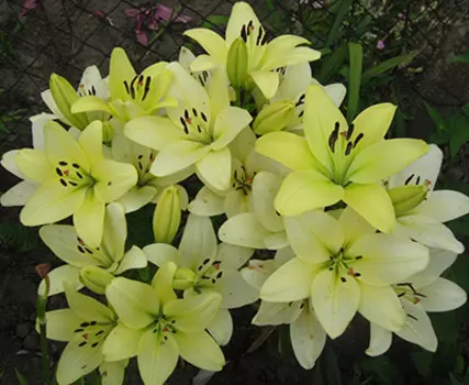 Лилия "Геррит Залм" ЛА-Гибрид (2 шт. в упаковке)