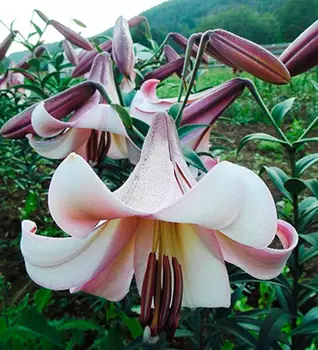 Лилия "Истерн Мун" ОТ-Гибрид (2 шт. в упаковке)