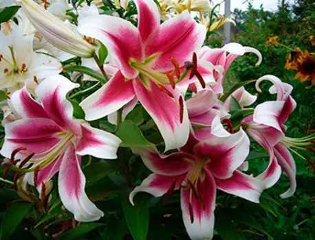 Лилия "Кэнди Клаб" ОТ-гибрид (1 шт. в упаковке)