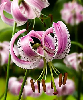 Лилия "Ланконгская" видовая (1 шт. в упаковке)