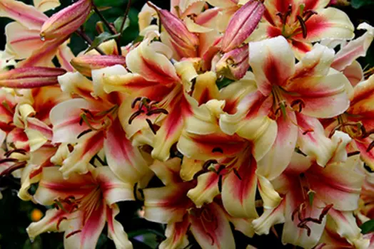 Лилия "Лавон" ОТ-Гибрид (2 шт. в упаковке)