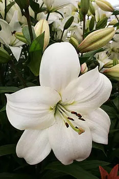 Лилия "Литовен" ЛА-Гибрид (2 шт. в упаковке)