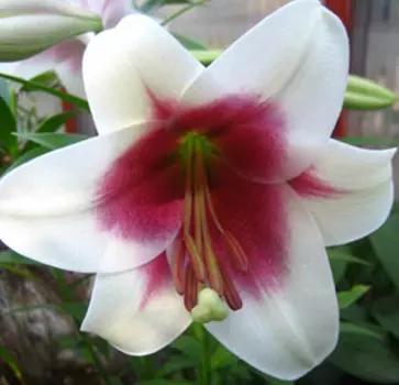 Лилия Лонгифлорум "Цирано" (2 шт. в упаковке)