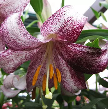 Лилия Лонгифлорум "Ланкон" (2 шт. в упаковке)