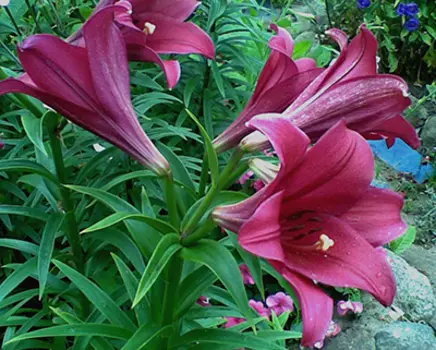 Лилия Лонгифлорум "Мияби" (2 шт. в упаковке)