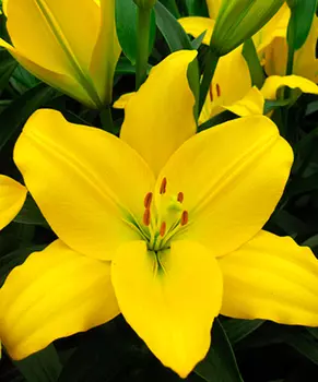 Лилия "Нэшвилл" ЛА-Гибрид (2 шт. в упаковке)