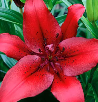 Лилия "Ориджинал Лав" ЛА-гибрид (2 шт. в упаковке)