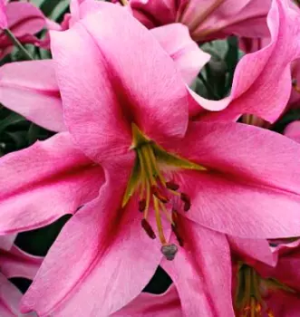 Лилия "Пёпл Кинг" ОТ-Гибрид (2 шт. в упаковке)