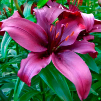 Лилия "Пёпл Принц" ОТ-Гибрид (2 шт. в упаковке)