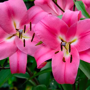 Лилия "Робина" ОТ-гибрид (2 шт. в упаковке)