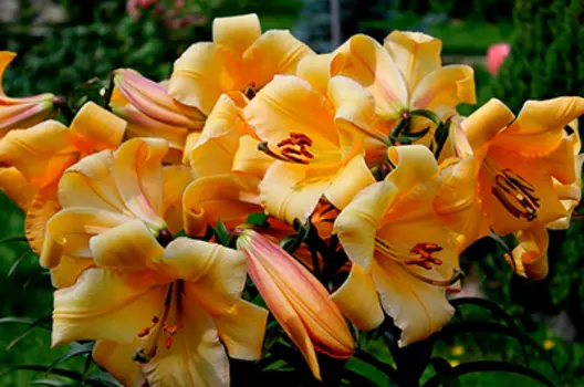 Лилия "Салтарелло" ОТ-Гибрид (2 шт. в упаковке)