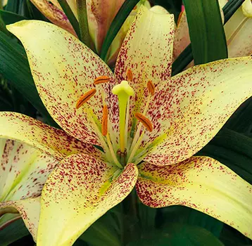 Лилия "Санкрест" ЛА-Гибрид (2 шт. в упаковке)