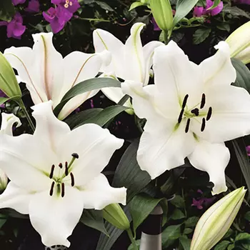 Лилия "Вилла Бланка" ОТ-Гибрид (2 шт. в упаковке)